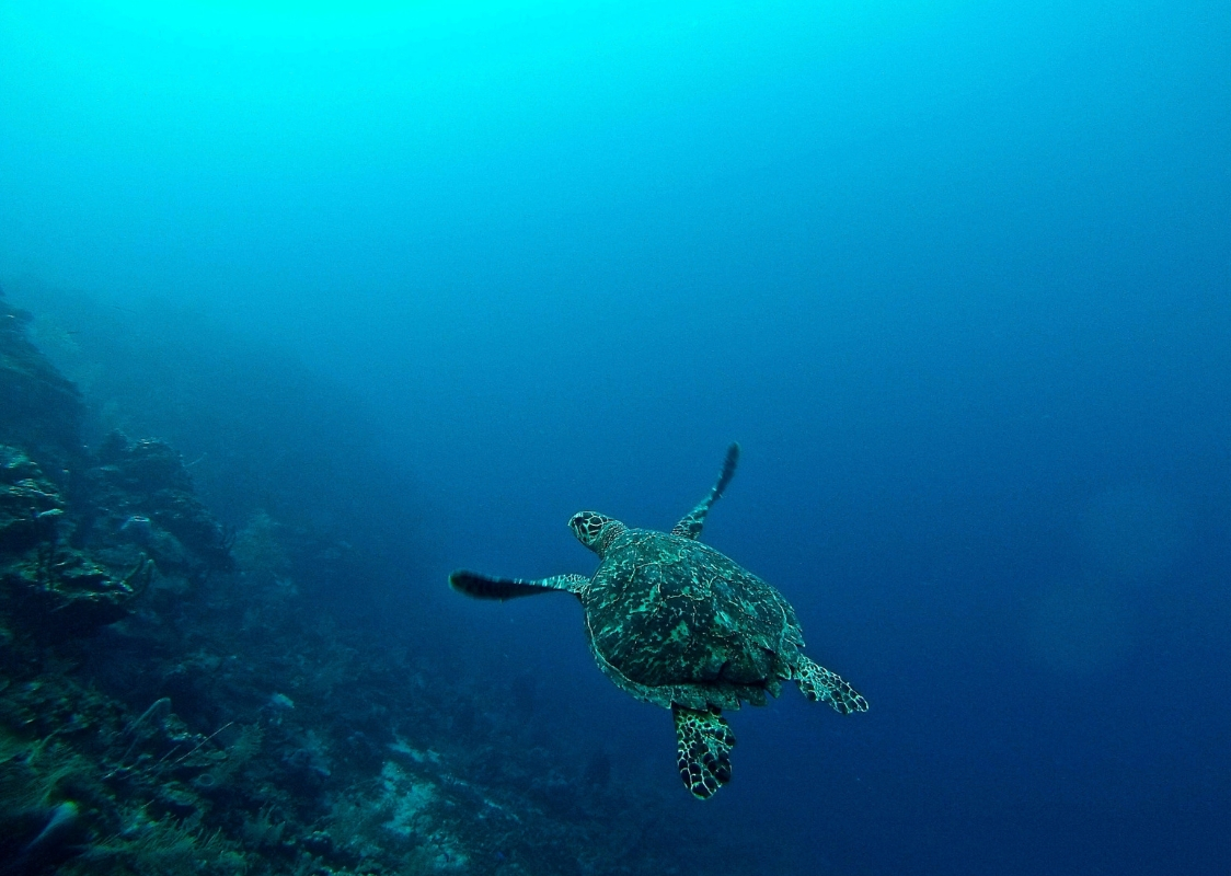 Austral Fisheries Sustainable MSC Certified