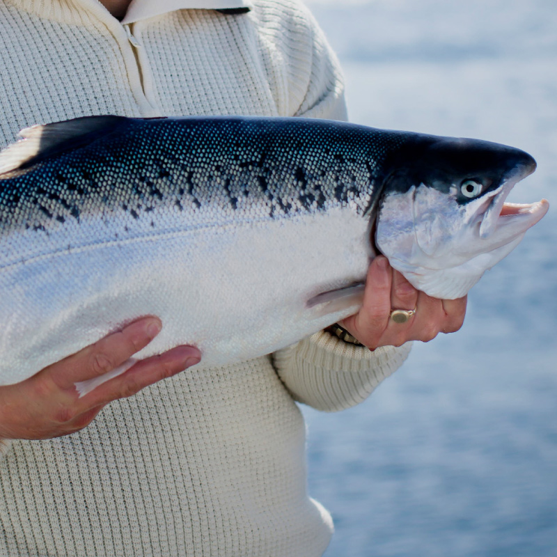 Fjord Trout Australia Austral Fisheries